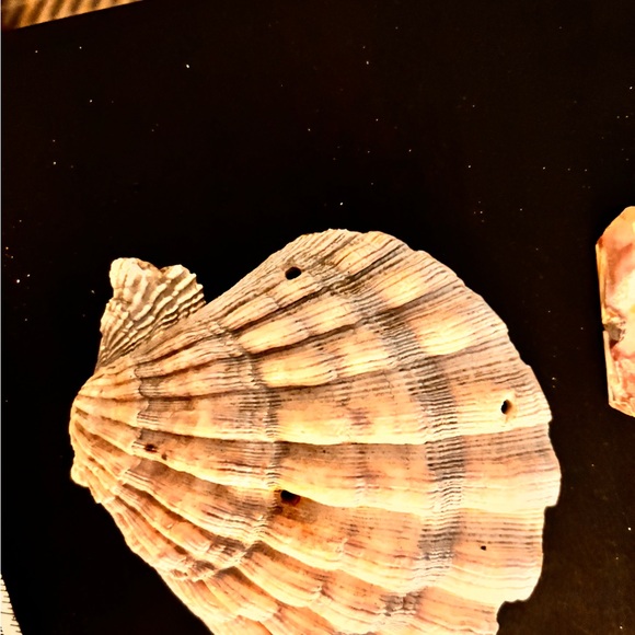 Pre-drilled fancy seashell lot of 17 pieces - Picture 3 of 4